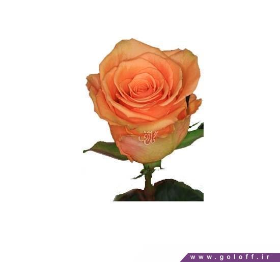 سفارش دسته گل - گل رز هلندی سینامون - Rose | گل آف